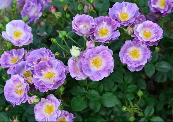 Blue For You Rose
