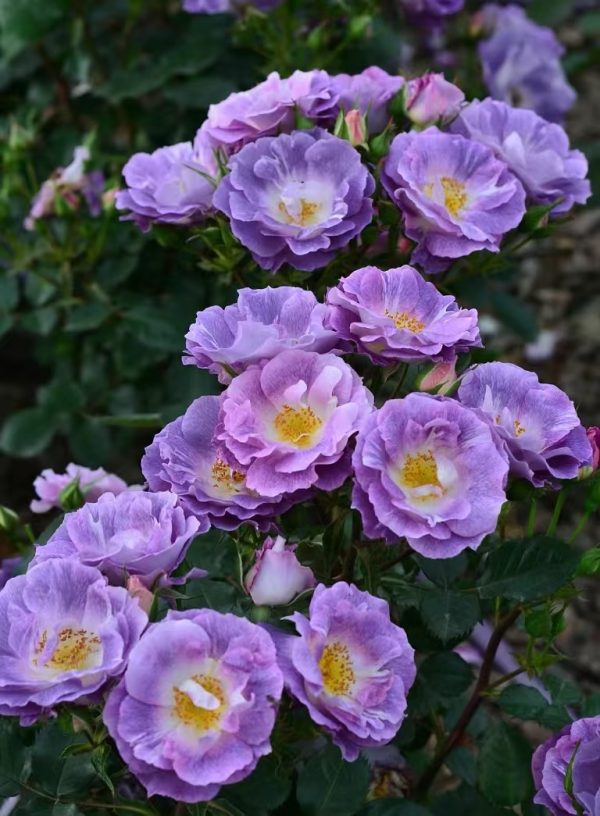 Blue For You Rose Plant
