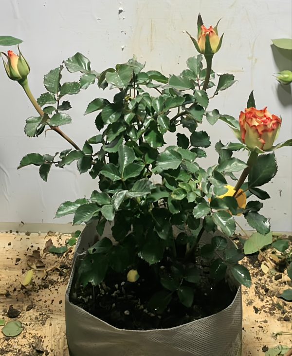 Boheme Rose bushu