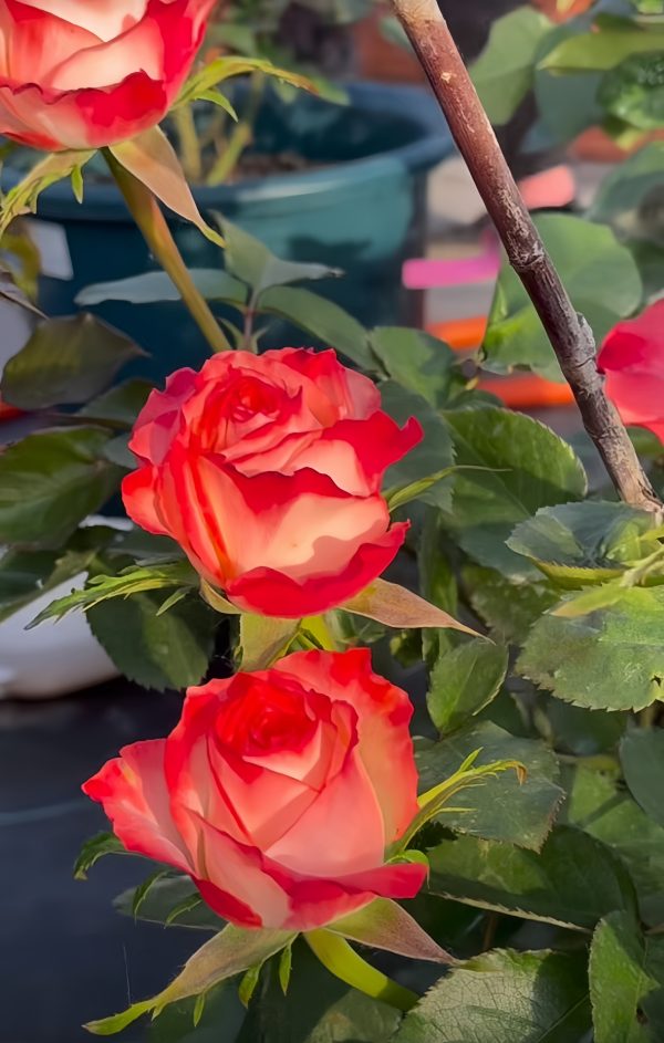 Rose Boheme