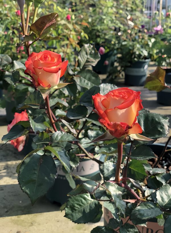 Boheme Rose plant