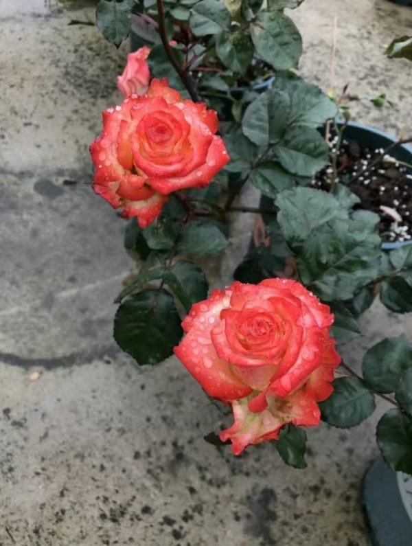Boheme Rose for sale