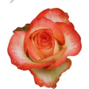 Boheme Rose
