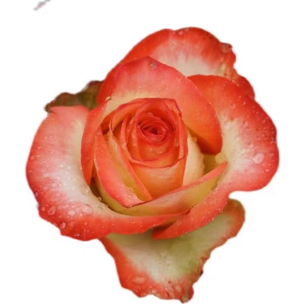 Boheme Rose