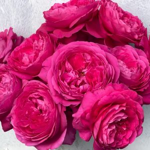 Capability Rose