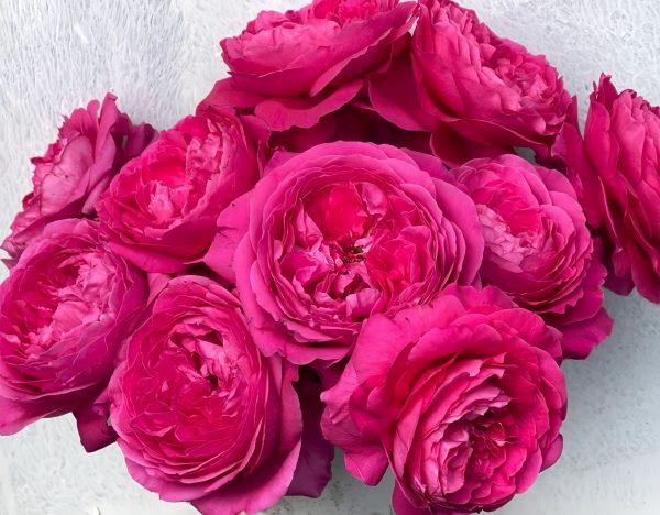 Capability Rose