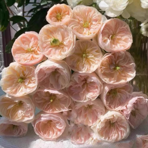 Charity Roses