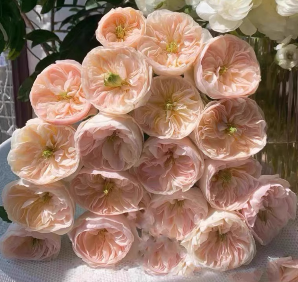 Charity Roses