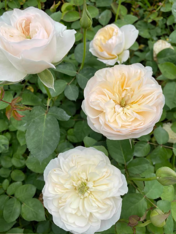 charity rose Bush