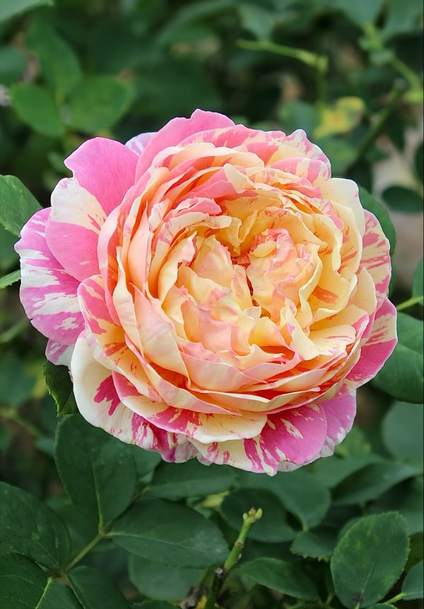 claude monet rose