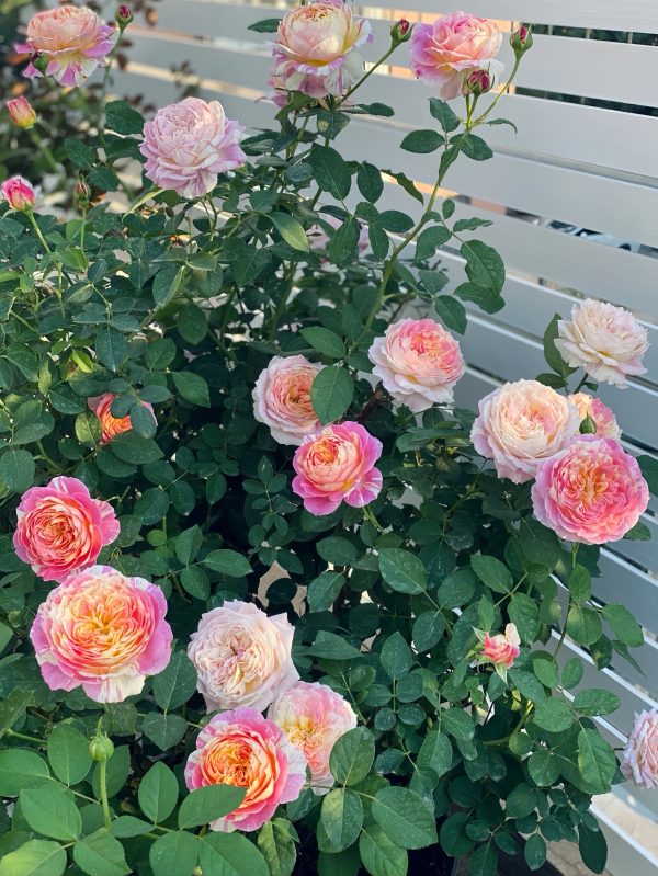 rose claude monet