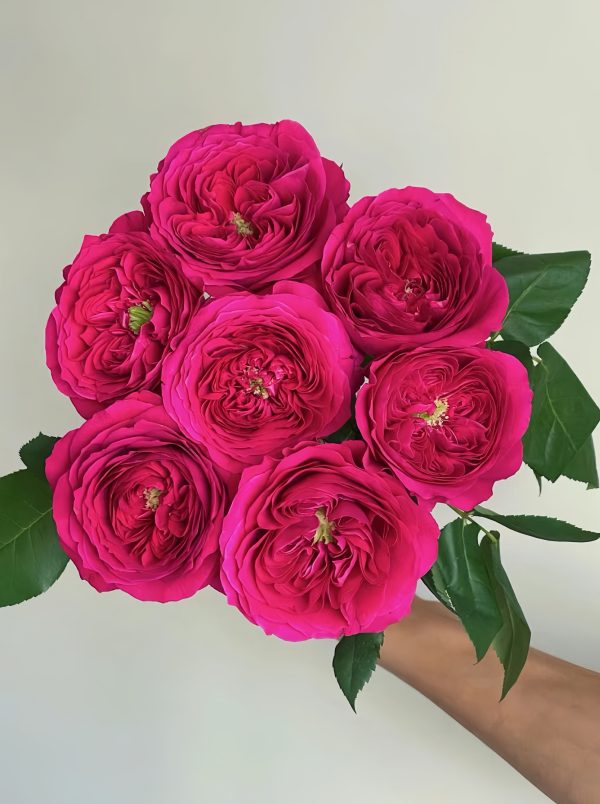 darcey bussell david austin rose
