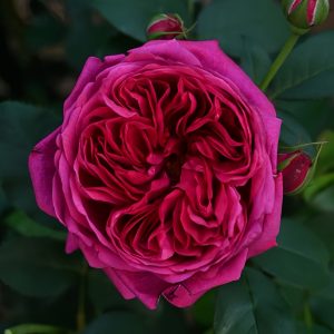 Darcey Bussell Rose for sale