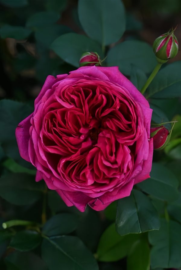 Darcey Bussell Rose for sale
