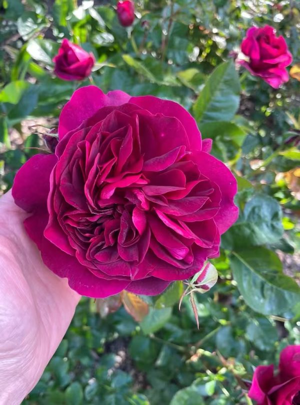 darcey bussell rose bush