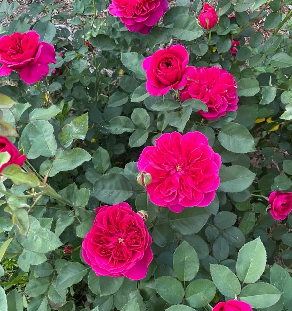 darcey bussell rose