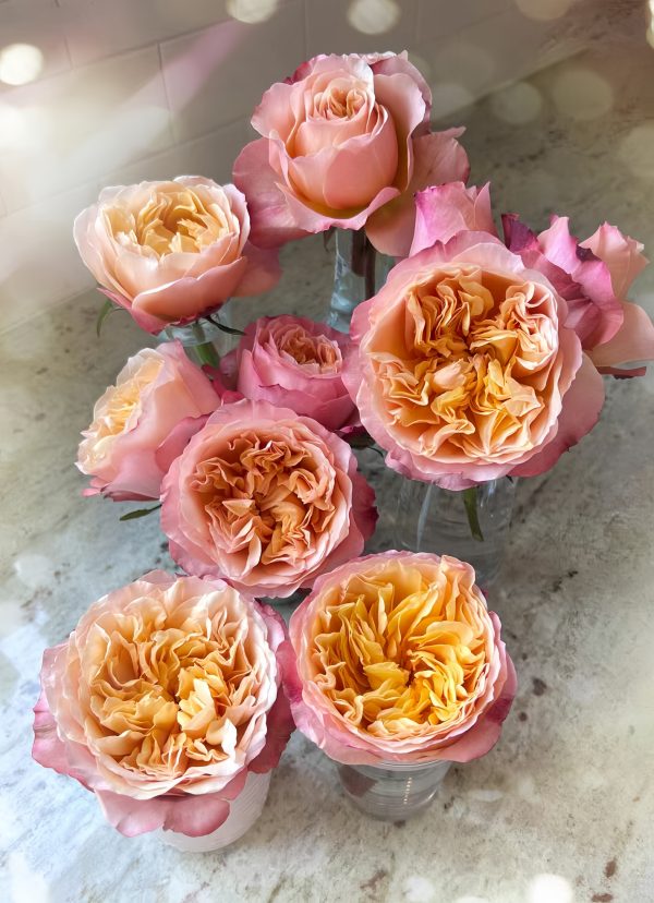 Edith Rose for sale