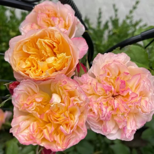 Edith Rose