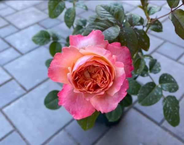 Edith Rose Bush