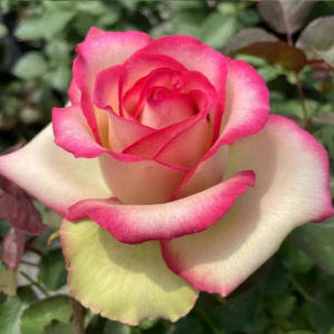 Florida Rose