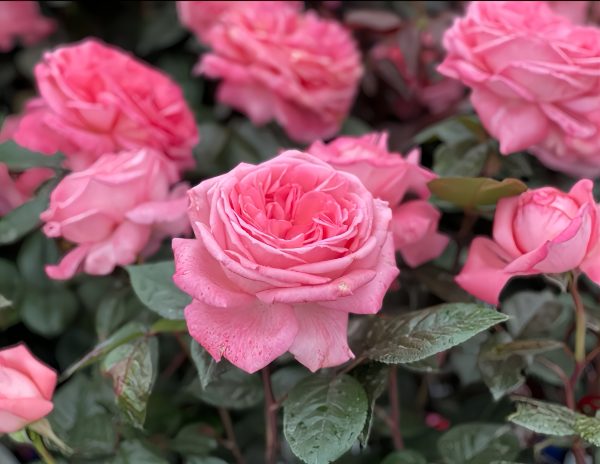 fragonard rose丨Your roses