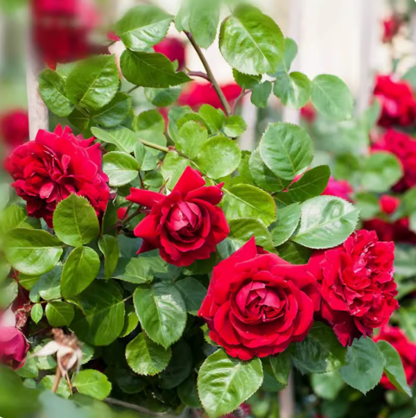 highgrove rose plant