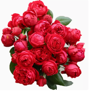 highgrove rose