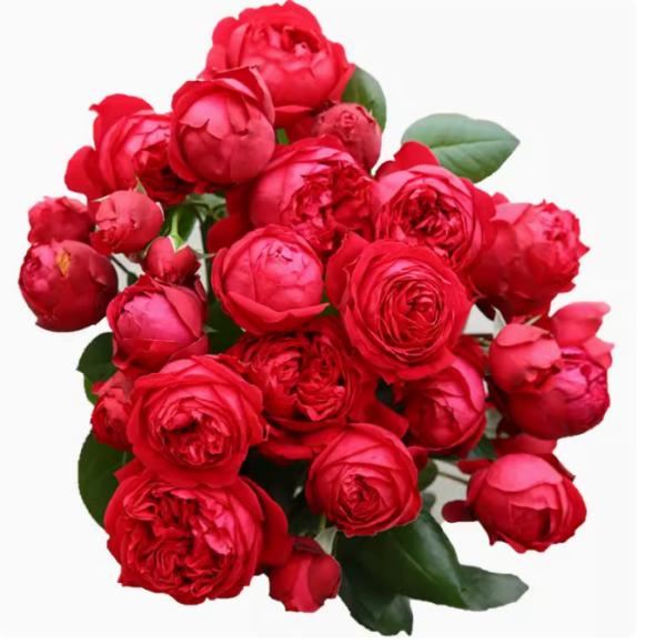 highgrove rose