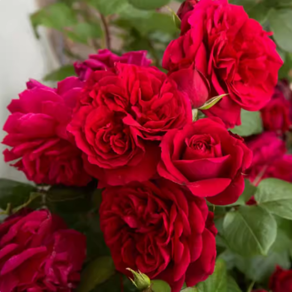 highgrove rose for sale
