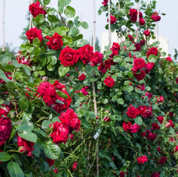 rose highgrove