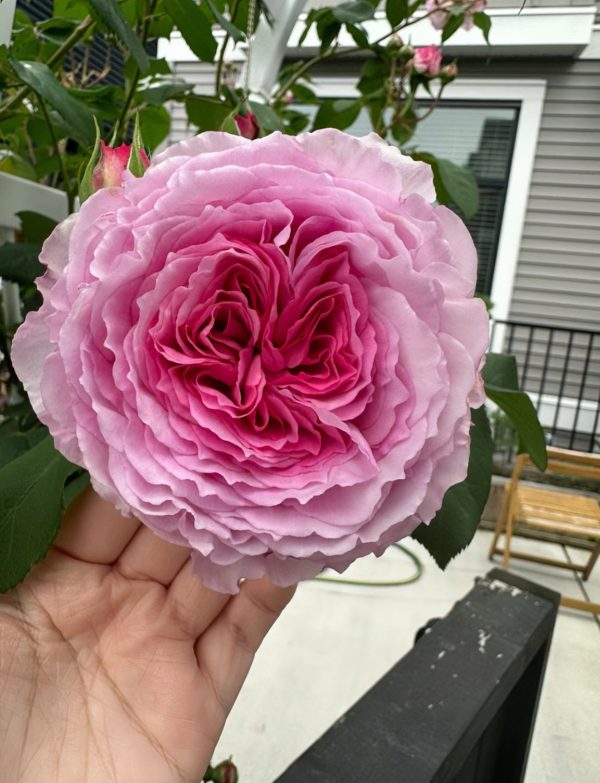 james galway rose for sale丨Your roses
