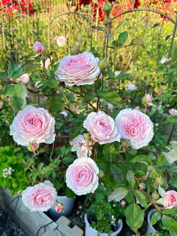 james galway climbing rose丨Your roses
