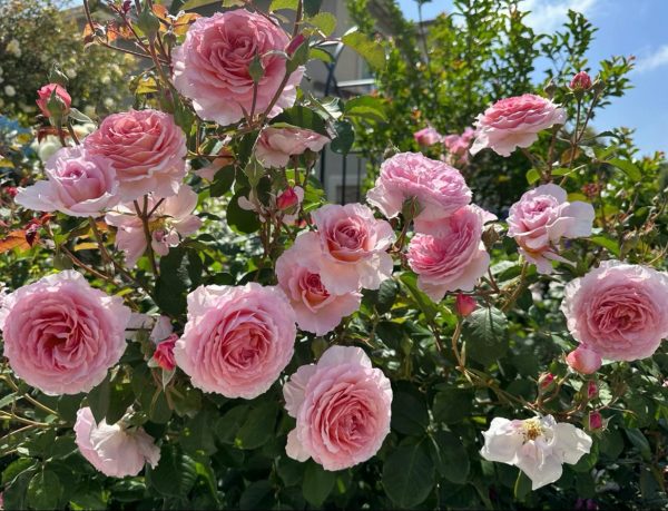 rose james galway丨Your roses