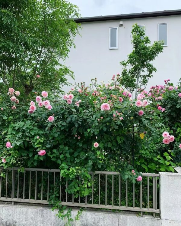 climbing rose james galway丨Your roses
