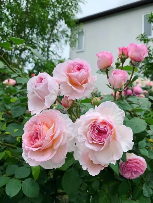 james galway rose丨Your roses