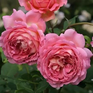 david austin jubilee celebration rose