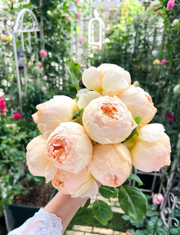 Large, fragrant flowers
