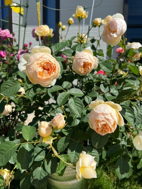 Fragrant Flowers