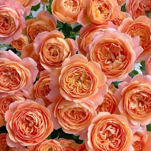 juicy terrazza rose