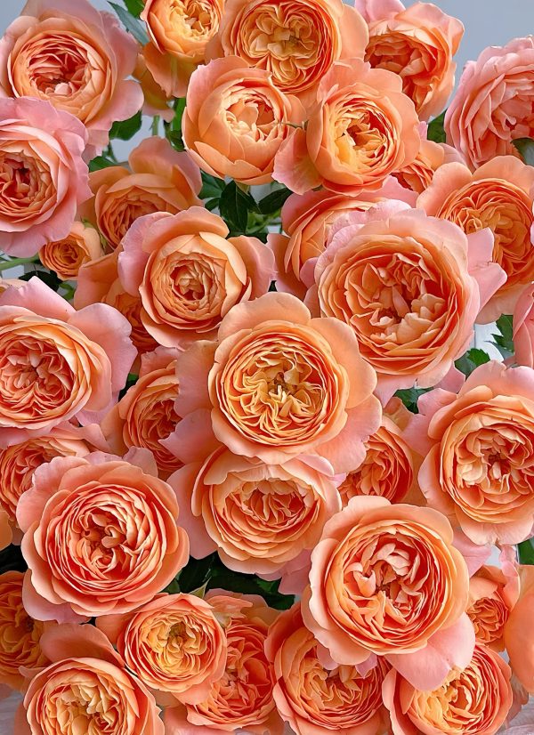 juicy terrazza rose