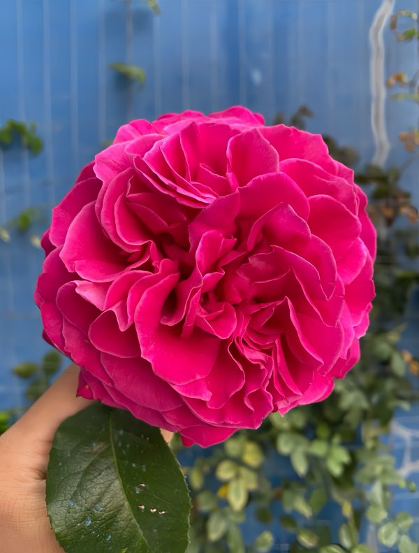 Kate Garden Rose