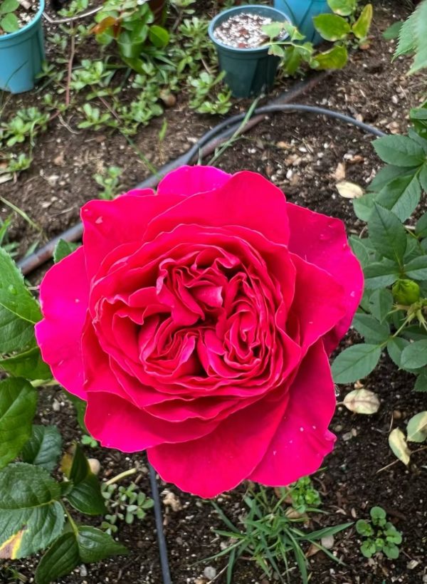 Kate Rose for sale