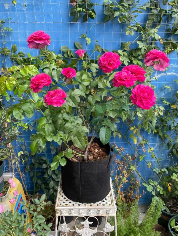 Kate Rose Plant