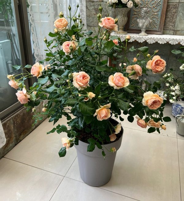 masora rose plant