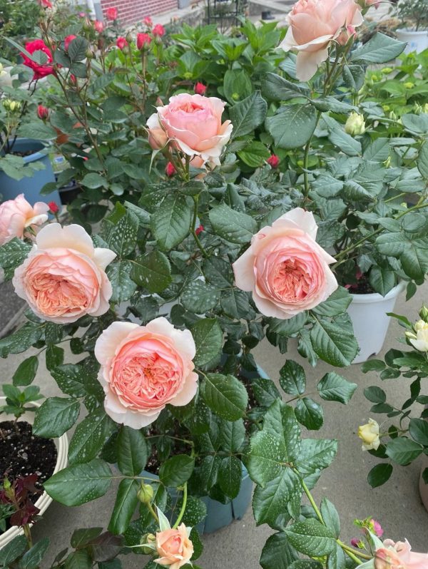 masora rose for sale