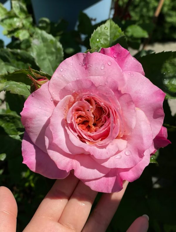 garden rose miyabi