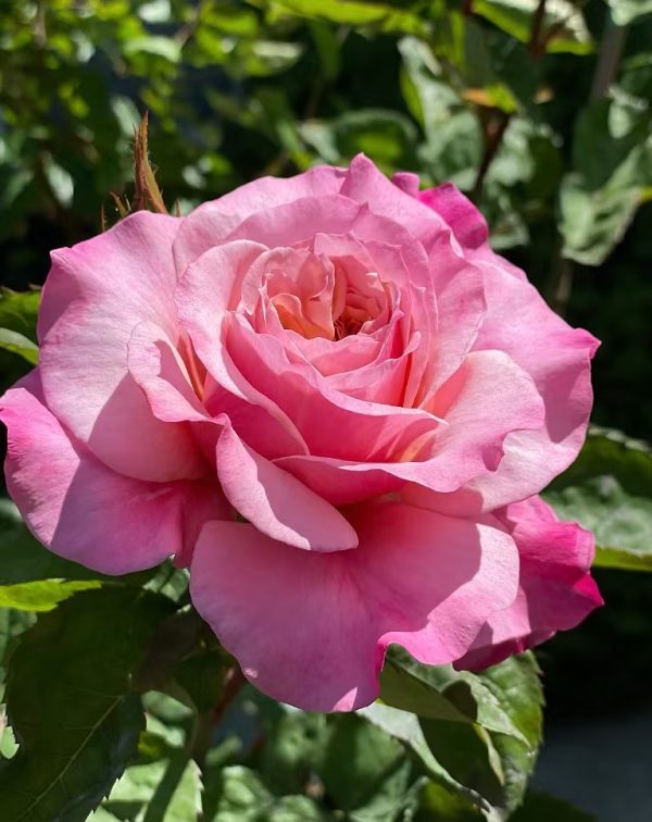 miyabi rose plant