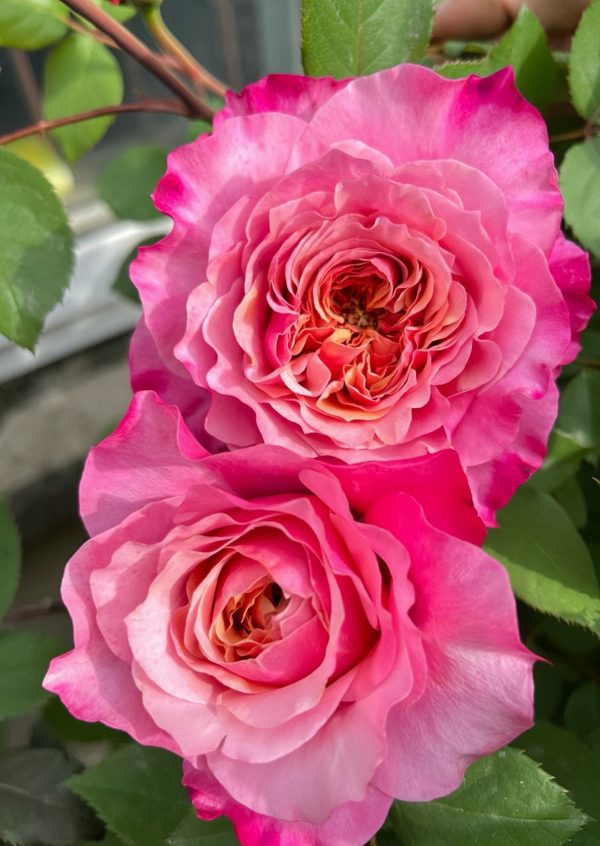 miyabi brown rose