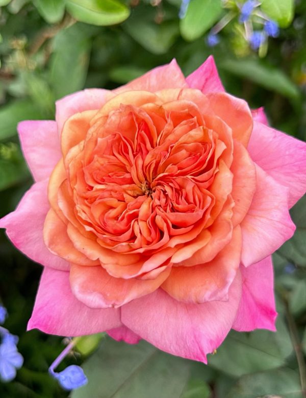 miyabi rose for sale
