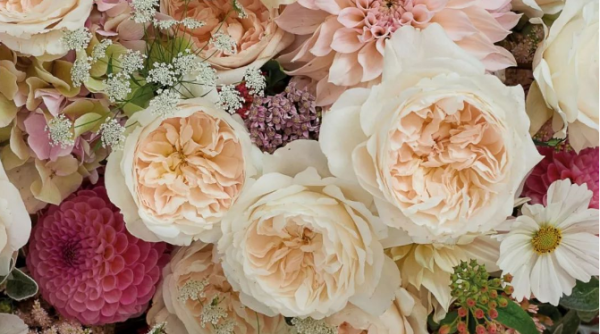 Purity Rose for sale